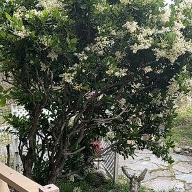 Photo of the plant species Japanese Cheesewood by @SlickBetel58 named Aria on Greg, the plant care app