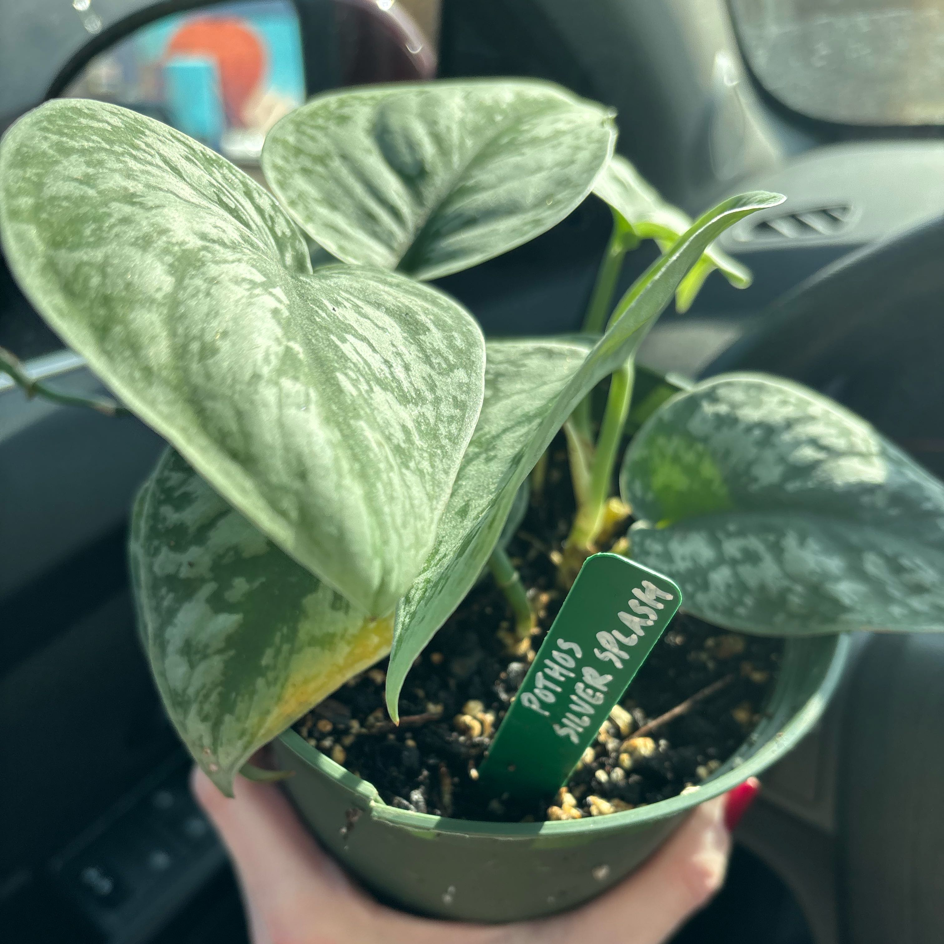 Photo of the plant species Scindapsus pictus 'Silver Splash' by @PleaseGrow321 named Elizabeth Taylor on Greg, the plant care app
