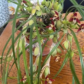 Photo of the plant species Tampa Butterfly Orchid by @SirTaraire70 named Marilyn on Greg, the plant care app