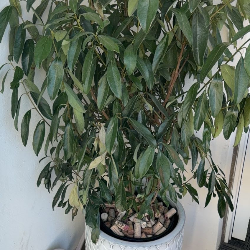 Photo of the plant species Coppertop by @BigAjwain55 named Denali on Greg, the plant care app