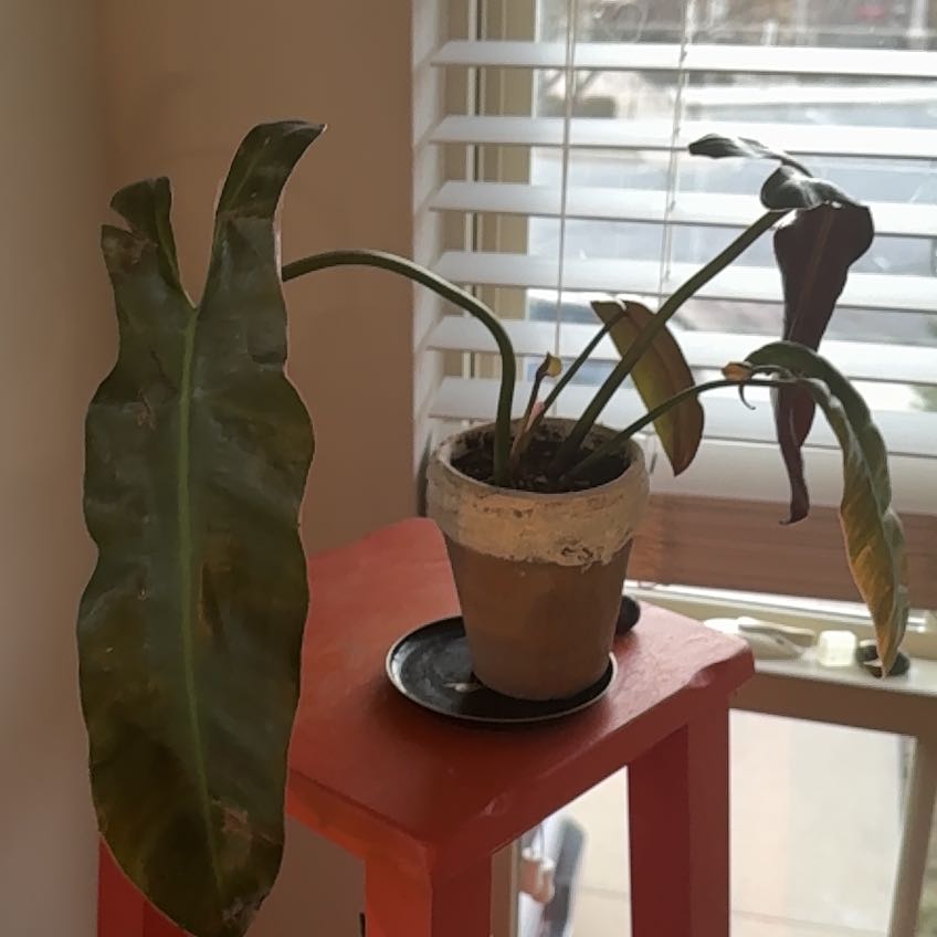 Photo of the plant species Philodendron atabapoense by @ElderWorm10 named Aria on Greg, the plant care app