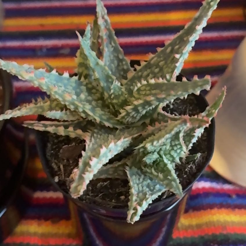 Photo of the plant species Aloe 'Christmas Carol' by @ElderWorm10 named Lola on Greg, the plant care app