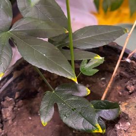 Photo of the plant species Maypop by @NiceNoni52 named Demi on Greg, the plant care app