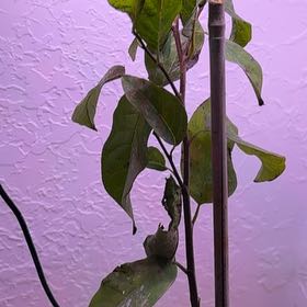 Photo of the plant species Sugar Apple by @NiceNoni52 named Kylie on Greg, the plant care app