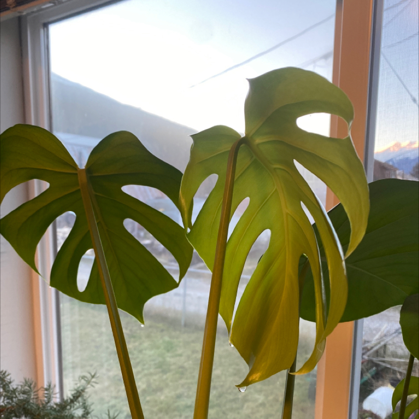 Monstera plant photo by @Reba named Monstera on Greg, the plant care app.