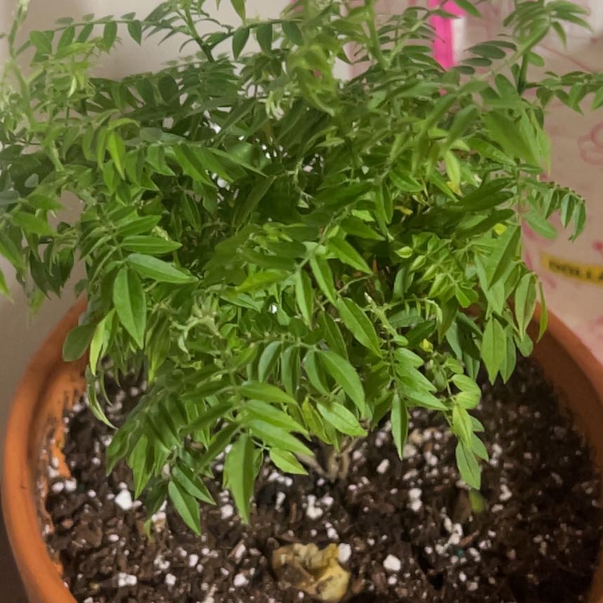 Photo of the plant species Dwarf Wisteria by @NeatSedum11 named Osmo on Greg, the plant care app
