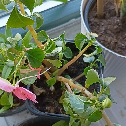 Photo of the plant species Buzzy Lizzy by @SassyMint92 named Bodhi on Greg, the plant care app