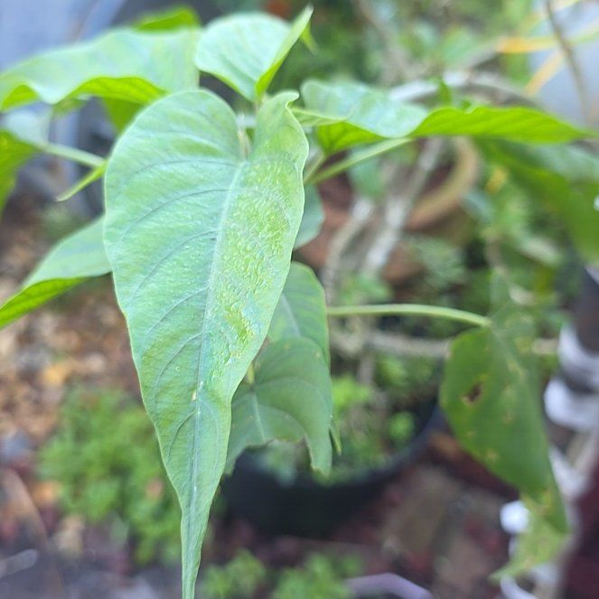 Photo of the plant species Bush Morning Glory by @WinsomeRye39 named Eva on Greg, the plant care app