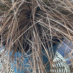 Photo of the plant species Tillandsia Juncea by @LucidBarley74 named Lavender on Greg, the plant care app