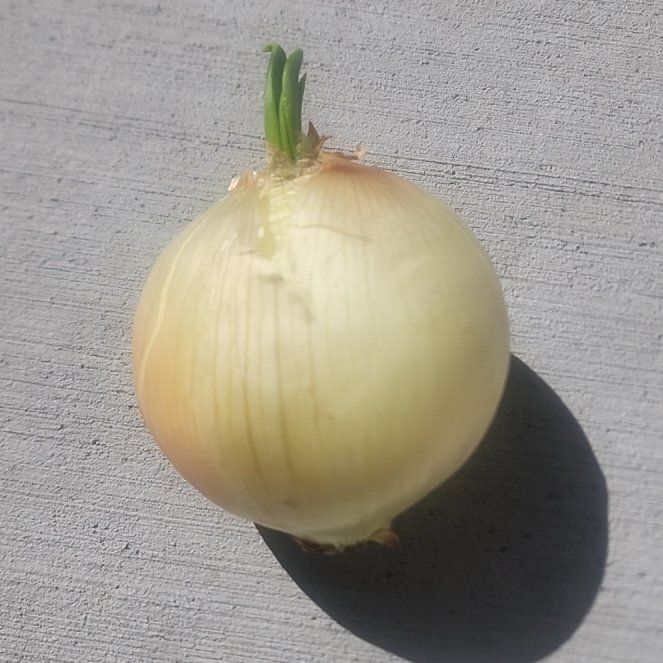 Photo of the plant species Yellow Onion by @slmpqueen named Athena on Greg, the plant care app