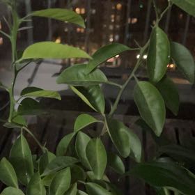 Photo of the plant species Satsuma Mandarin by @FoxyRamsons57 named Hamilton on Greg, the plant care app