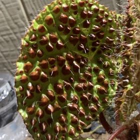 Photo of the plant species Begonia Melanobullata by Plant parent named Fernie Mercury on Greg, the plant care app