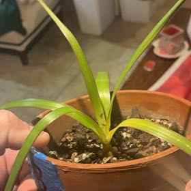 Photo of the plant species Dragon Tree by @HeritorAnise90 named Darwin on Greg, the plant care app