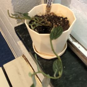 Photo of the plant species Watermelon Begonia by @HomelyComet52 named Robert Plant on Greg, the plant care app
