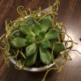 Photo of the plant species Echeveria pulidonis by @HomelyComet52 named Doja Cat on Greg, the plant care app