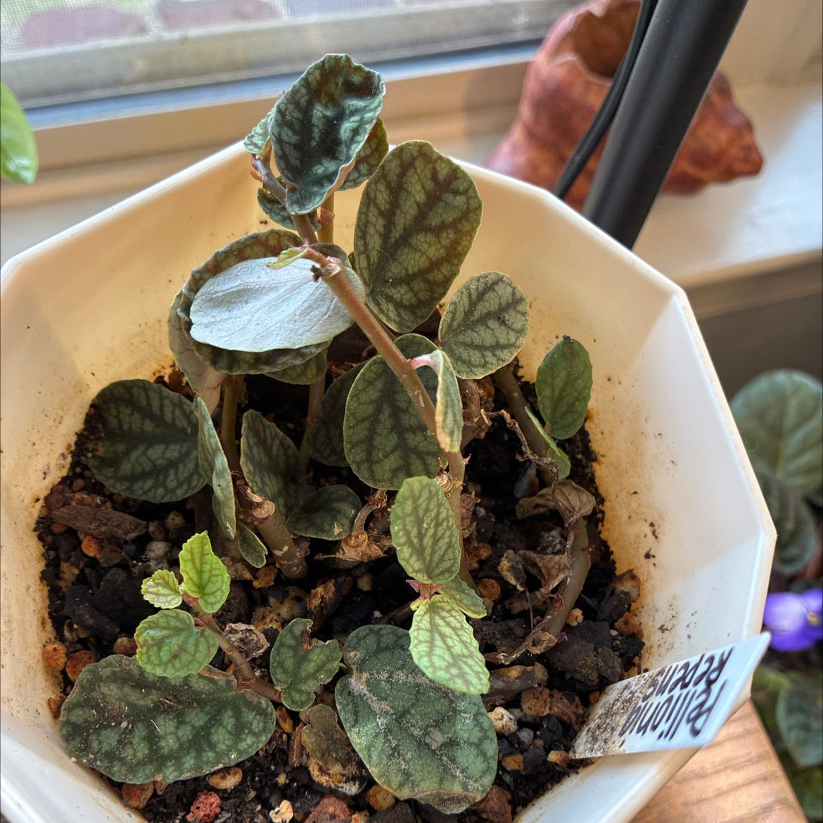 Photo of the plant species Watermelon Begonia by @HomelyComet52 named Robert Plant on Greg, the plant care app