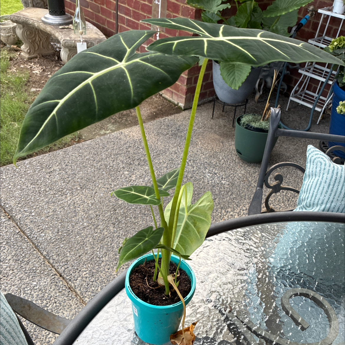 Photo of the plant species Alocasia Frydek by @HomelyComet52 named Messi on Greg, the plant care app