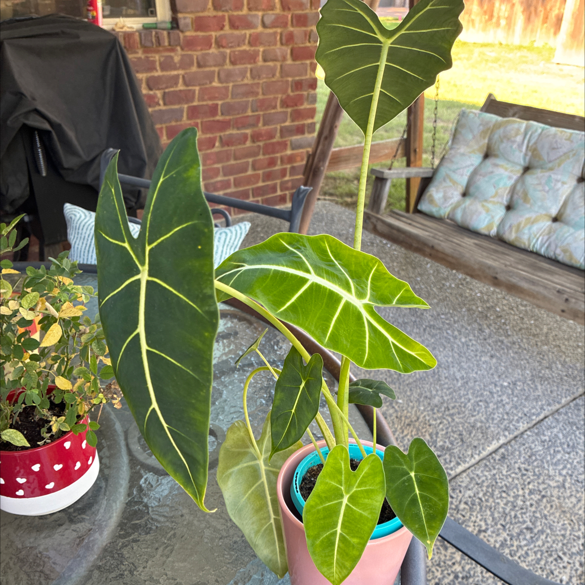 Photo of the plant species Alocasia Frydek by @HomelyComet52 named Messi on Greg, the plant care app