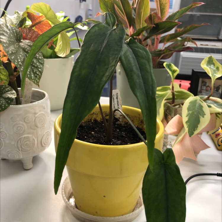Photo of the plant species Syngonium 'Lance Leaf' by @HomelyComet52 named Terra on Greg, the plant care app