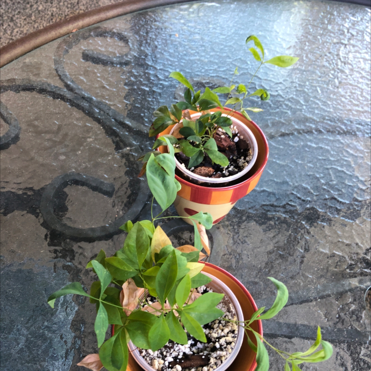 Photo of the plant species Dwarf Nandina by @HomelyComet52 named Luna on Greg, the plant care app