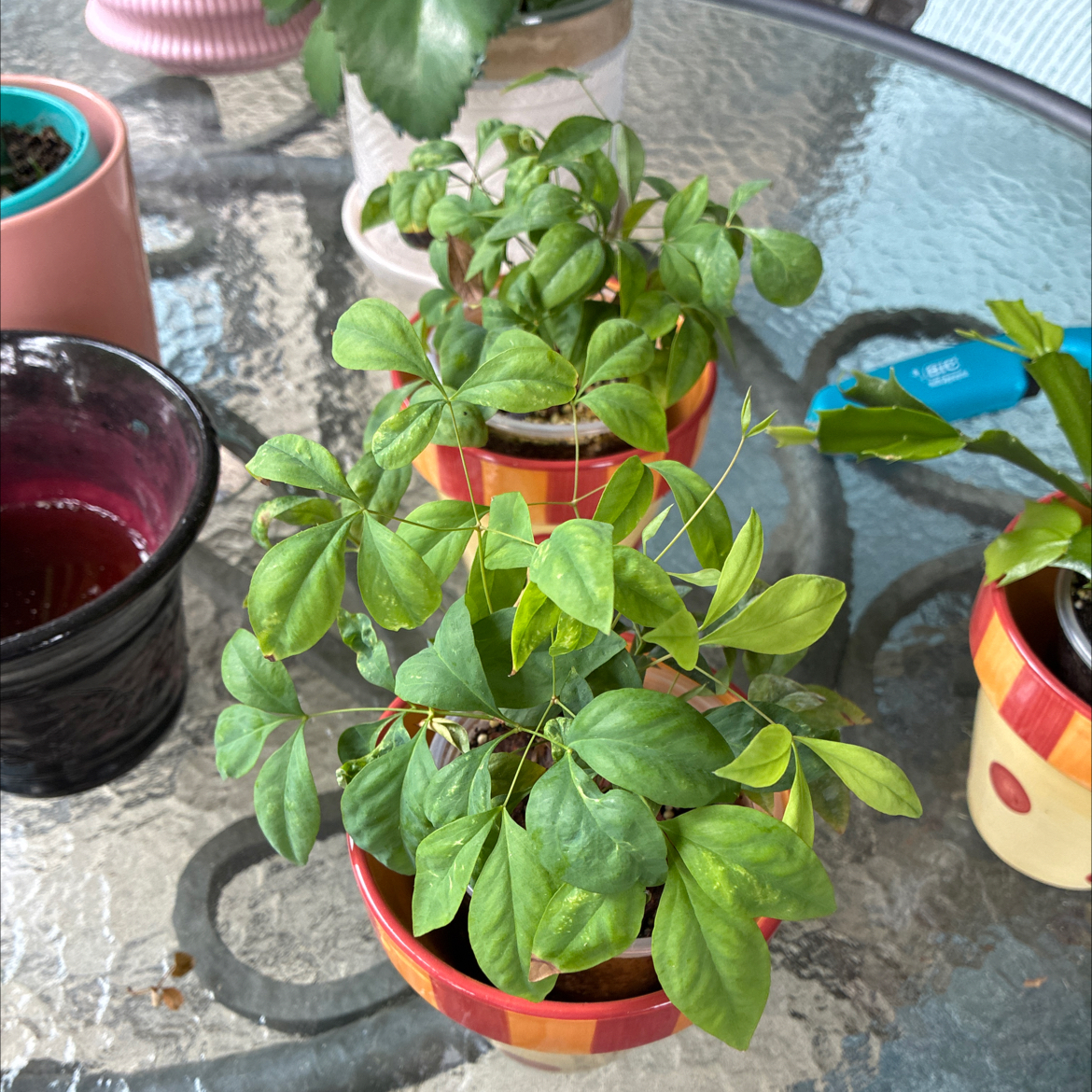 Photo of the plant species Dwarf Nandina by @HomelyComet52 named Luna on Greg, the plant care app
