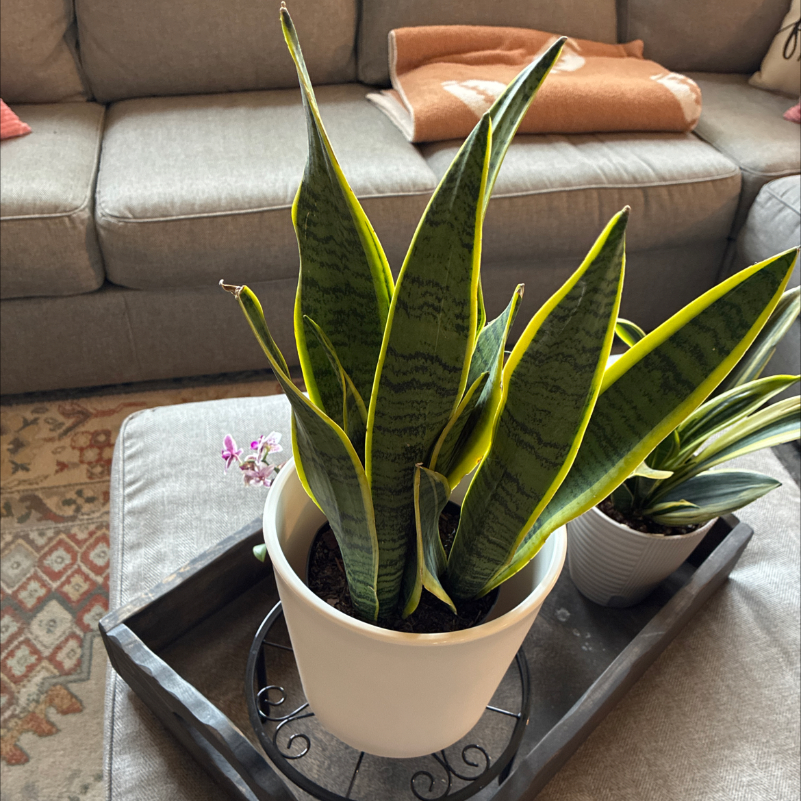 Photo of the plant species Snake Plant by @HomelyComet52 named Nemo on Greg, the plant care app