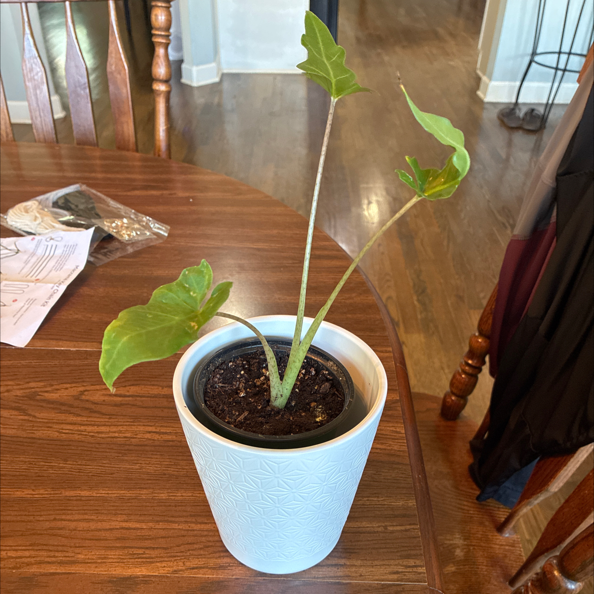 Photo of the plant species Purple Sword by @HomelyComet52 named Fernie Mercury on Greg, the plant care app