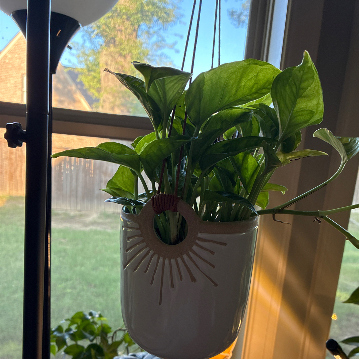 Photo of the plant species Lemon Meringue Pothos by @HomelyComet52 named Cleopatra on Greg, the plant care app