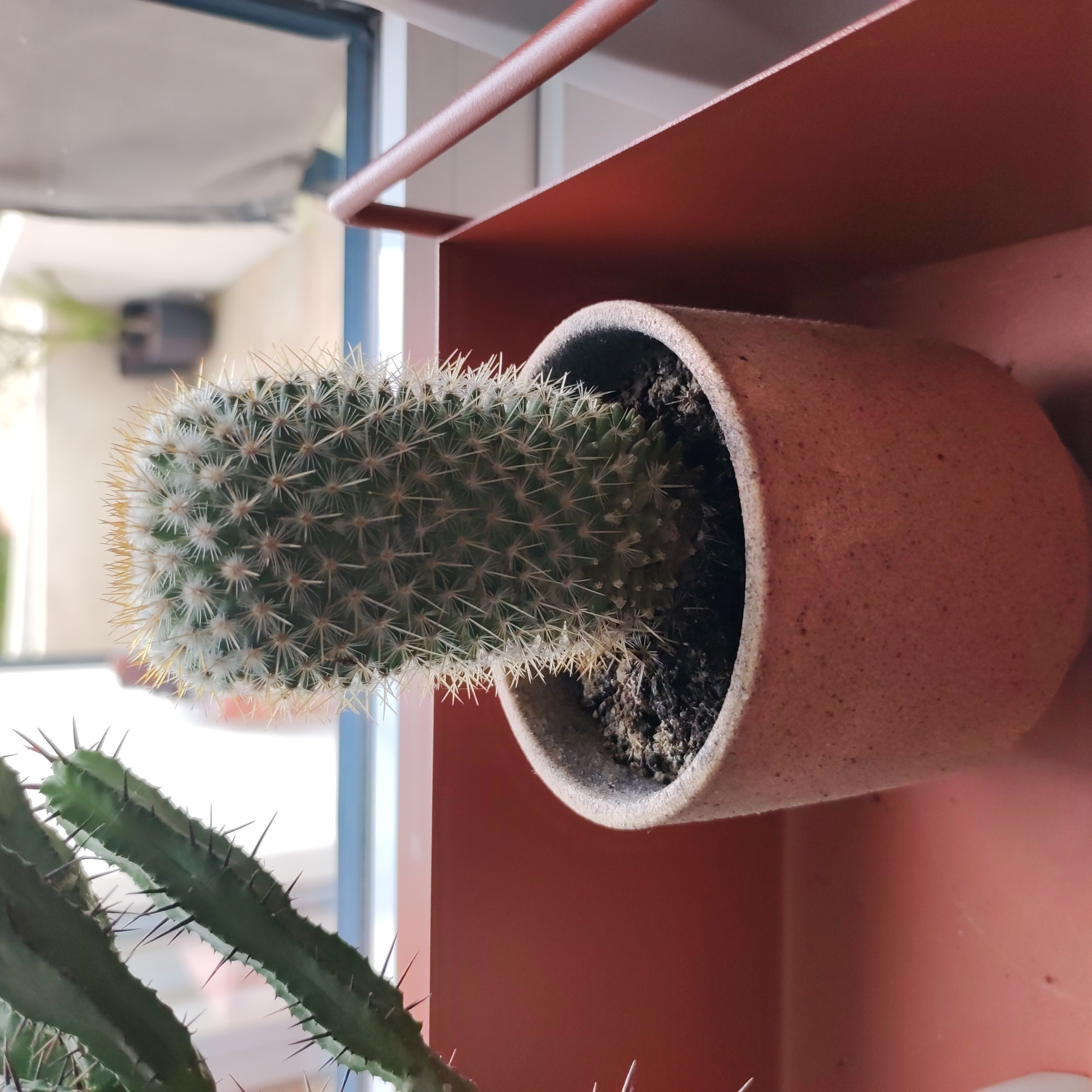 A healthy Mammillaria backebergiana cactus in a pot with visible soil.