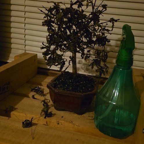 Photo of the plant species Bonsai by @WinGasteria64 named Wall-E on Greg, the plant care app
