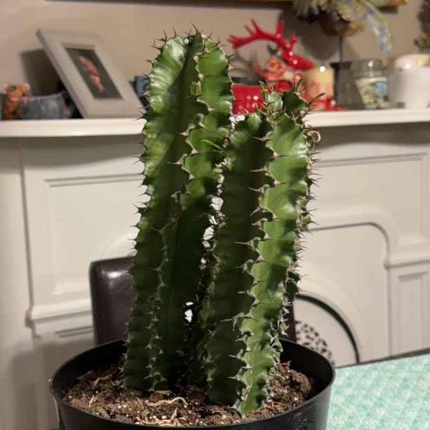 Photo of the plant species African Candelabra by @BigPukatea87 named Homer on Greg, the plant care app