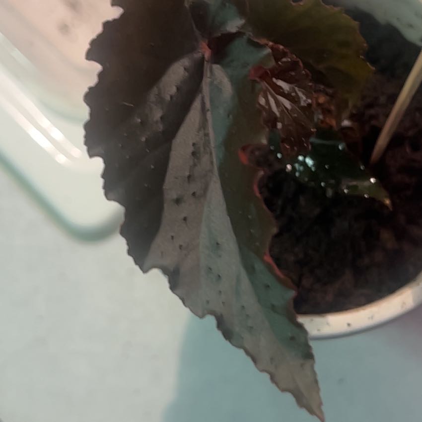 Photo of the plant species Smooth Begonia by @RootWhisperer named Xena on Greg, the plant care app