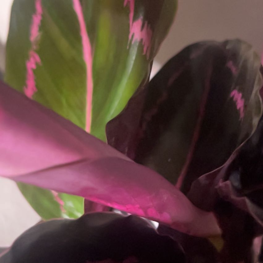 Photo of the plant species Calathea Dottie by @PrudentBoneset named Juliette on Greg, the plant care app