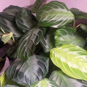 Photo of the plant species Maranta 'Silver Band' by @PrudentBoneset named Rosanna on Greg, the plant care app