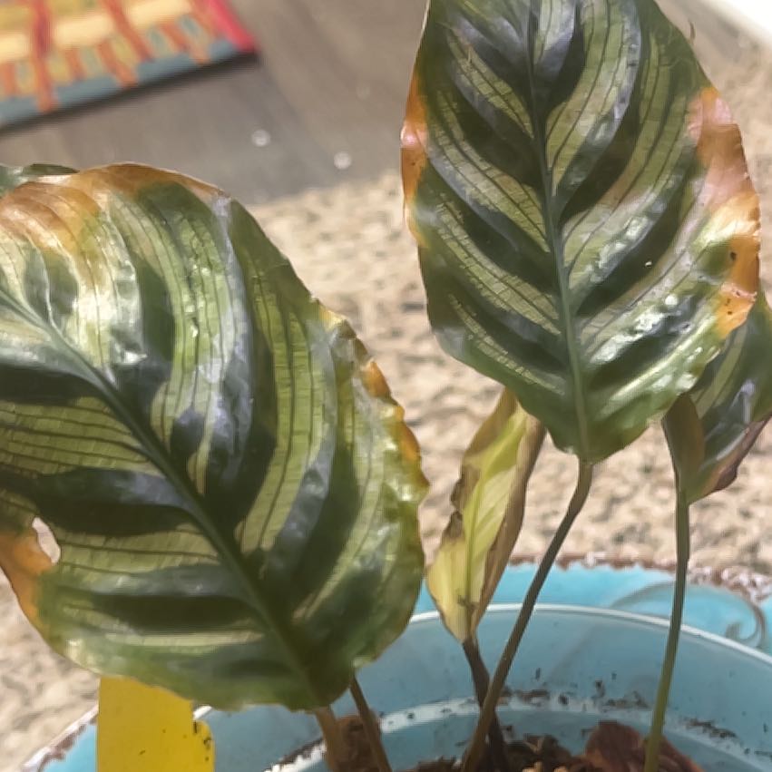 Photo of the plant species Peacock Plant by @PrudentBoneset named António on Greg, the plant care app
