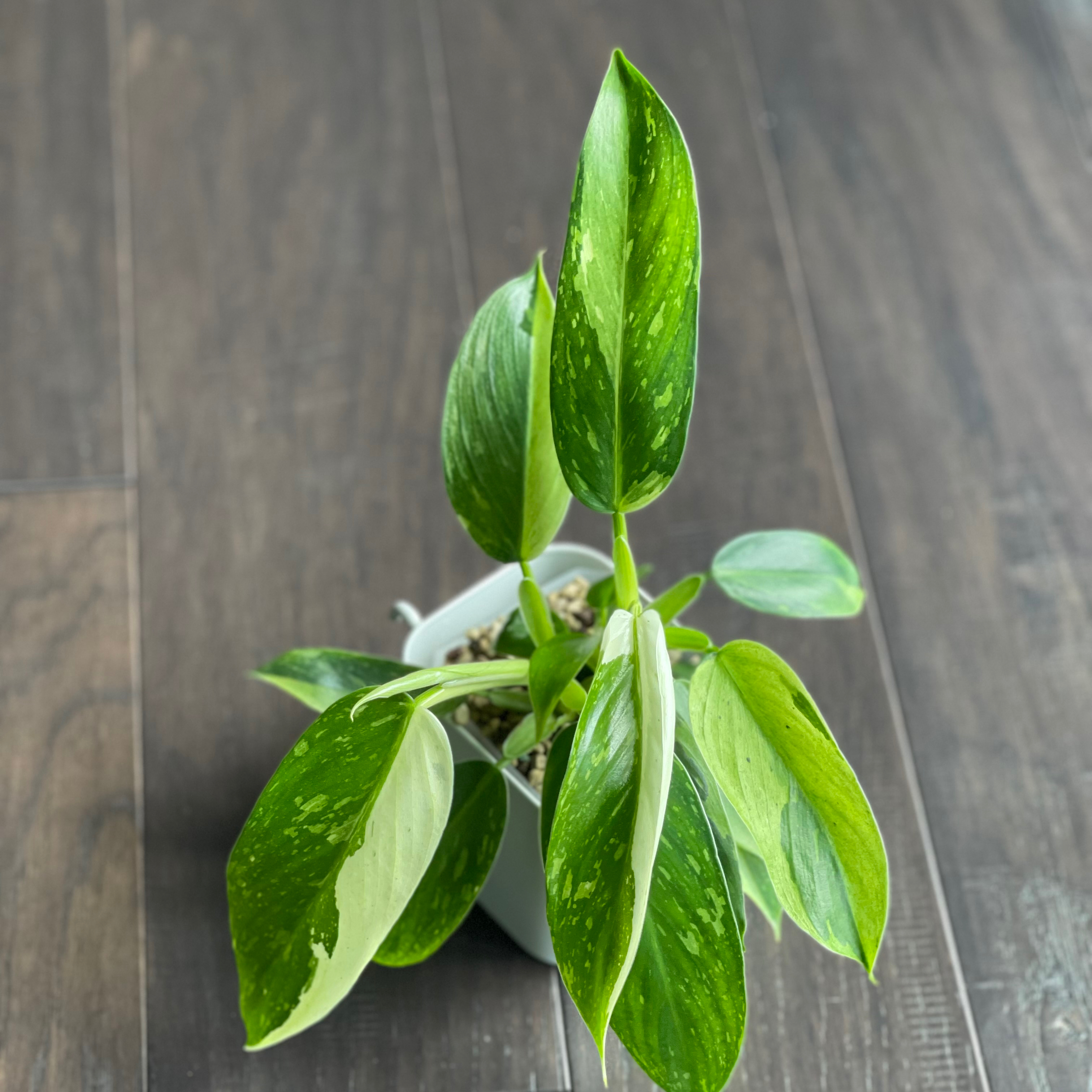 Philodendron 'Jose Buono' plant with variegated leaves in a pot on a wooden floor.