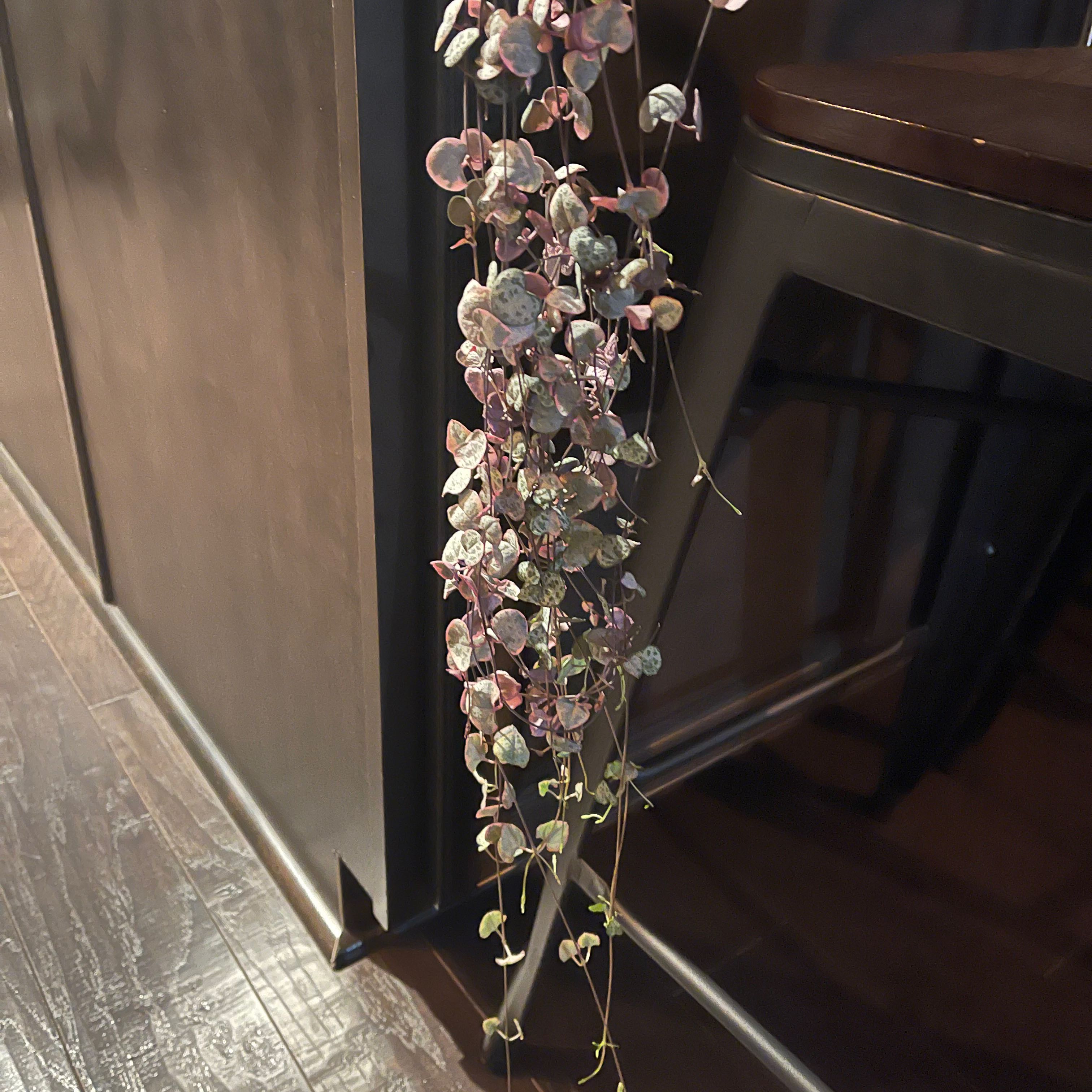 Variegated string of hearts plant with trailing vines and heart-shaped leaves.