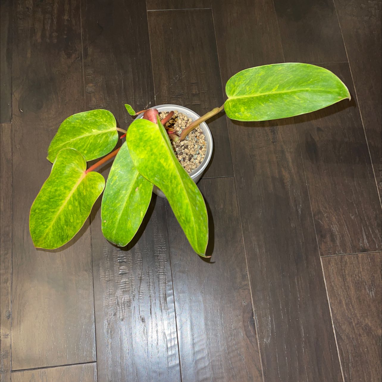 Philodendron 'Painted Lady' plant in a pot on a wooden floor with some yellowing leaves.