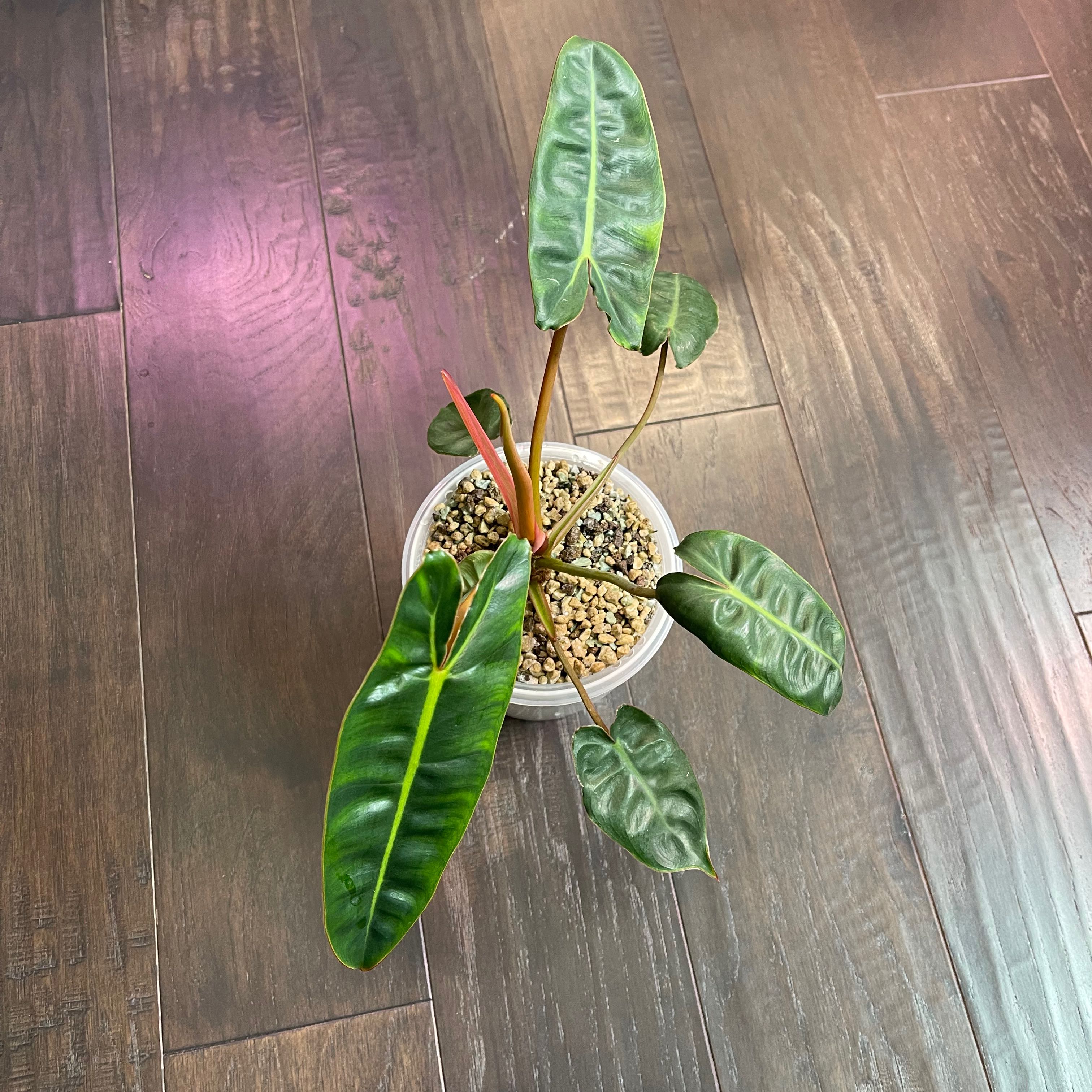 Philodendron billietiae plant in a pot with well-draining soil, healthy green leaves.