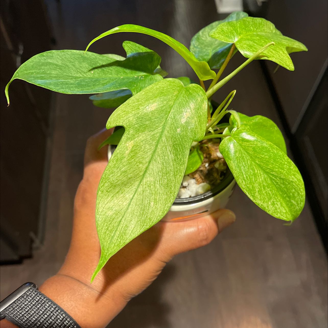 Philodendron 'Florida Ghost' plant held by a hand, showing healthy green leaves.