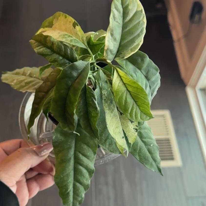 Photo of the plant species Albo Marginata Hoya Multiflora by @ShunaE named Darwin on Greg, the plant care app