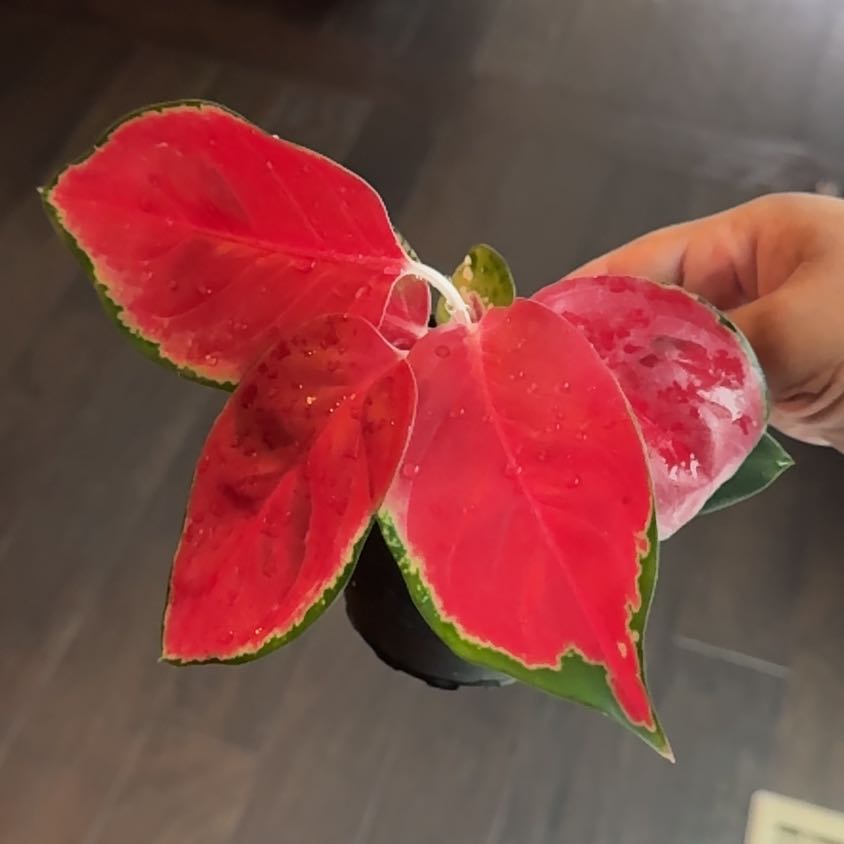 Photo of the plant species Red King by @ShunaE named Plato on Greg, the plant care app