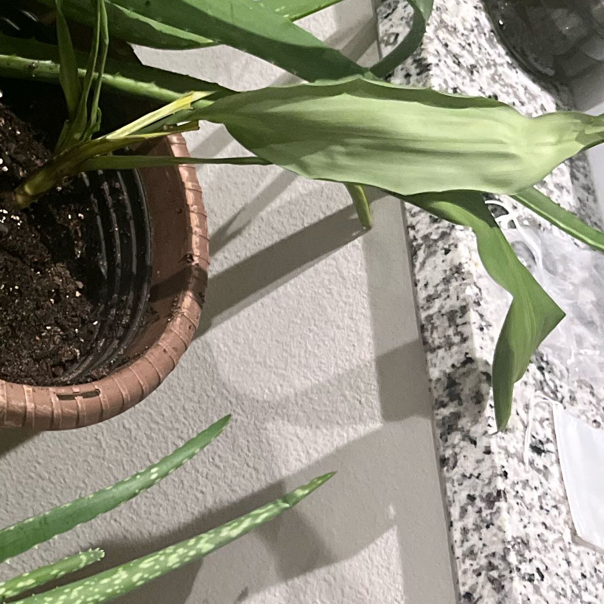 Photo of the plant species Peace Lilly by @LoyalBanana26 named Kobe on Greg, the plant care app