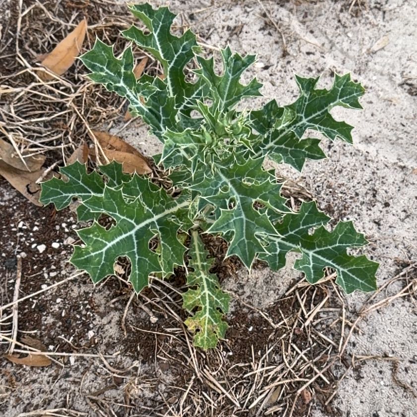 Photo of the plant species Bermuda Thistle by @SuitableGray named Fernie Saunders on Greg, the plant care app