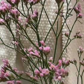 Photo of the plant species Western Marsh Rosemary by @PivotalCosmo86 named Forrest on Greg, the plant care app