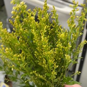 Photo of the plant species Rough Canada Goldenrod by @PivotalCosmo86 named Athena on Greg, the plant care app