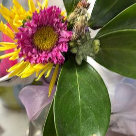 Photo of the plant species New Zealand Hebe by @PivotalCosmo86 named Xena on Greg, the plant care app