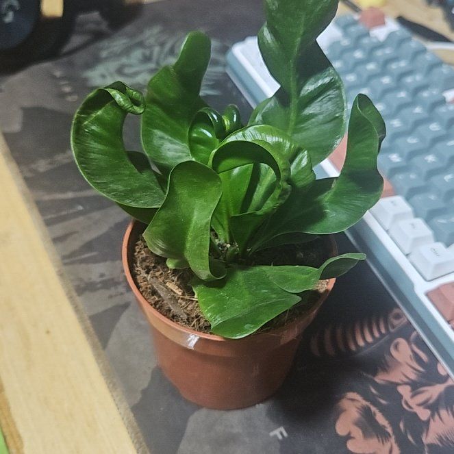 Photo of the plant species Cobra Fern by @ChicHopsage51 named へび (hebi) on Greg, the plant care app