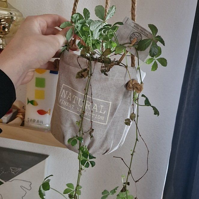 Photo of the plant species Chocolate Vine by @YernChamise4 named Elle on Greg, the plant care app