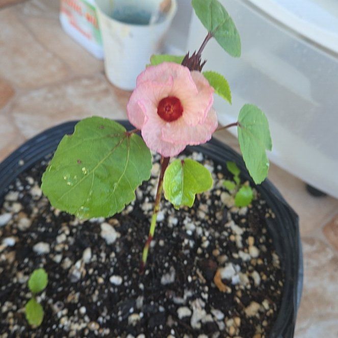 Photo of the plant species Roselle by @RealPlanera75 named Doja Cat on Greg, the plant care app